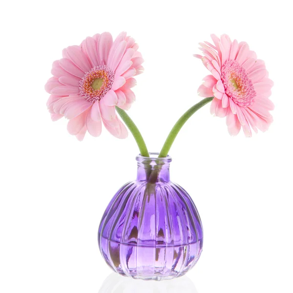 Flores de gerber rosa en jarrón —  Fotos de Stock