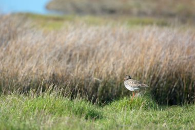 bar-tailed Godwit clipart