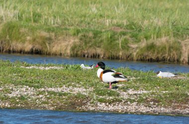 texel adlı ortak shelduck