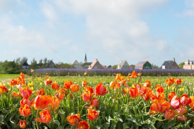 Köyün den hoorn, Hollanda texel