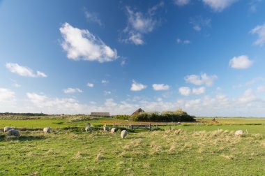 Hollandalı texel adlı horspolders koyun