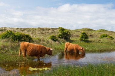 Highland cattle drinking water clipart