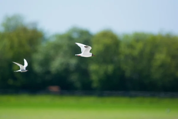 Flying black headed sea gulls — Stock Photo, Image