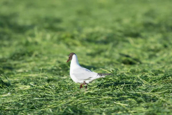 Black-headed sea gull walking in grass — Stock Photo, Image