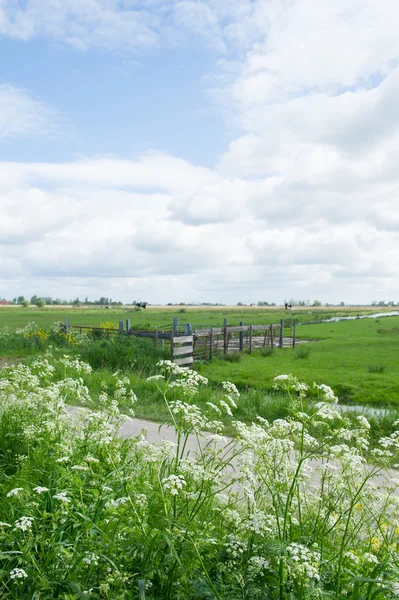 オランダの牧草地 — ストック写真