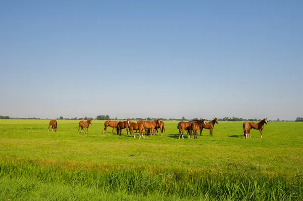 Brown horses in the green fields — Stock Photo, Image