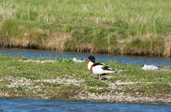 Common Shelduck at Texel — Stock Photo, Image