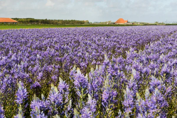 Farmhouse at Dutch island Texel — Stock Photo, Image