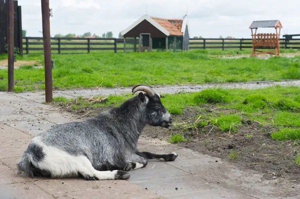 Capra nella fattoria olandese — Foto Stock