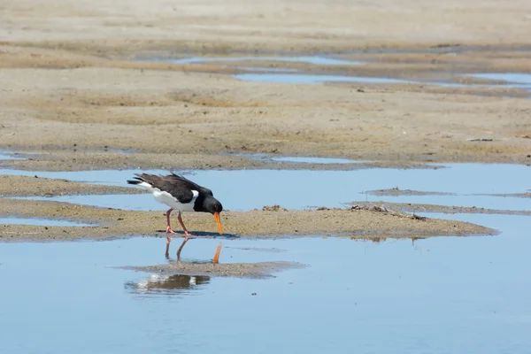 Eurasian oystercatcher — Stock Photo, Image