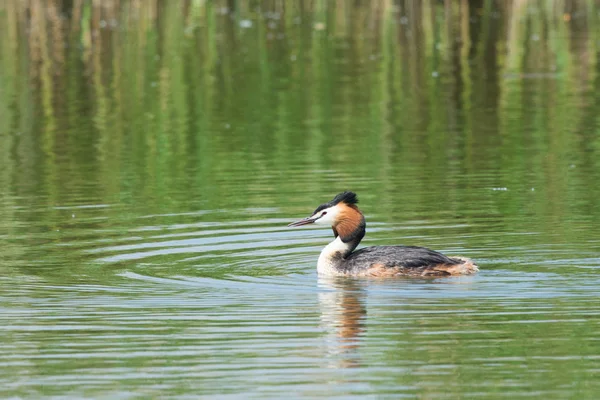 Great Crested Grebe — Stock Photo, Image