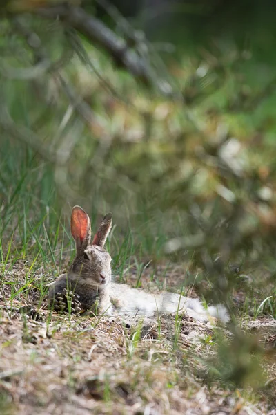 休息的野兔在沙丘 — 图库照片