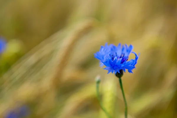 Flores de maíz en campo de grano —  Fotos de Stock