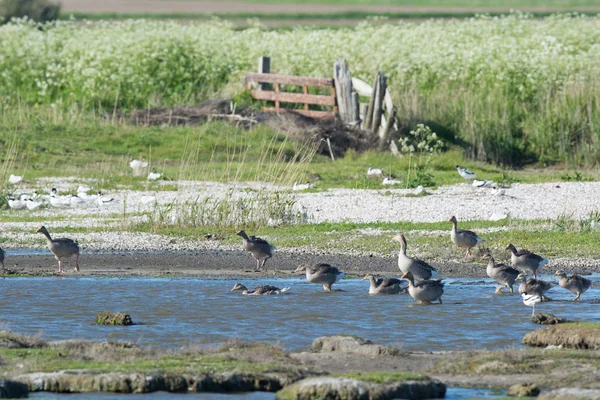 Greylag Oca con molti goslings — Foto Stock