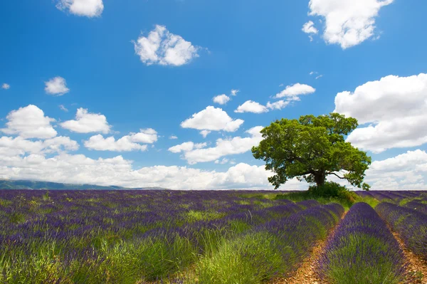 Δέντρο σε lavender τους τομείς — Φωτογραφία Αρχείου