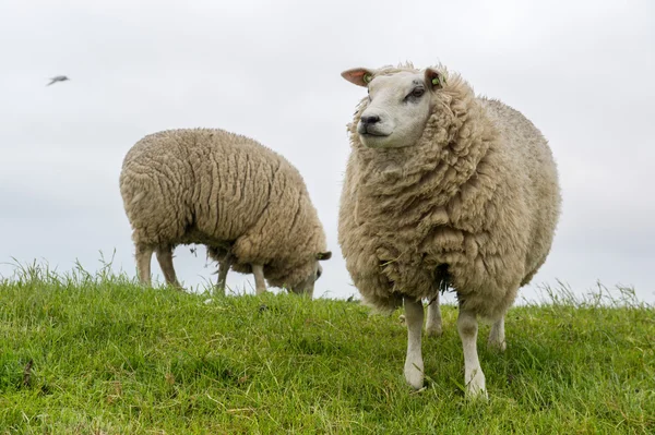 Texel ovejas en holandesa wadden isla — Foto de Stock
