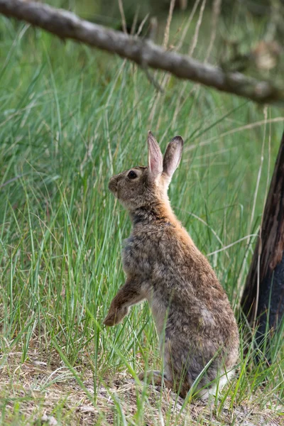 站在沙丘中的野兔 — 图库照片