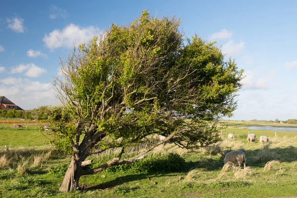 Strom a ovcí v horspolders v nizozemské texel — Stock fotografie