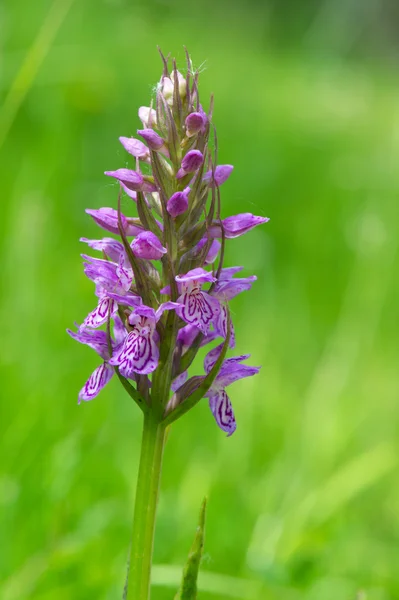 Lampart bagno orchidea — Zdjęcie stockowe