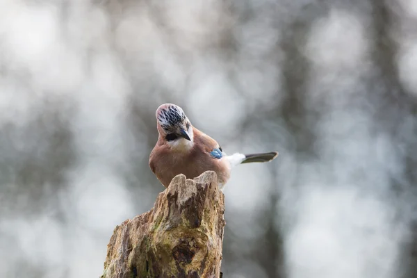 Eichelhäher in der Natur — Stockfoto