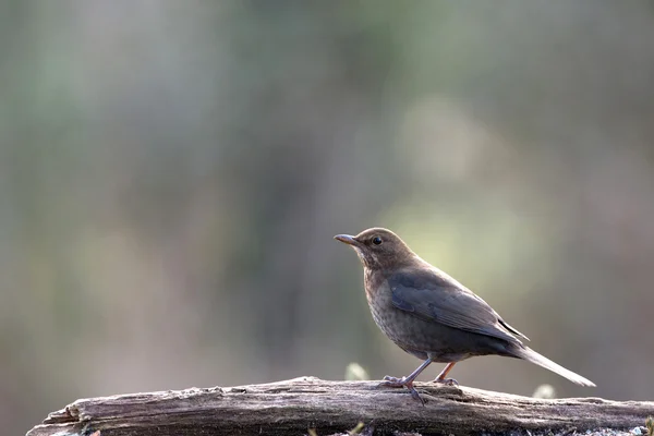 Female common blackbird — Stock Photo, Image