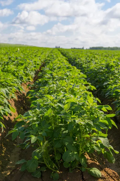 Potatoes in field — Stock Photo, Image