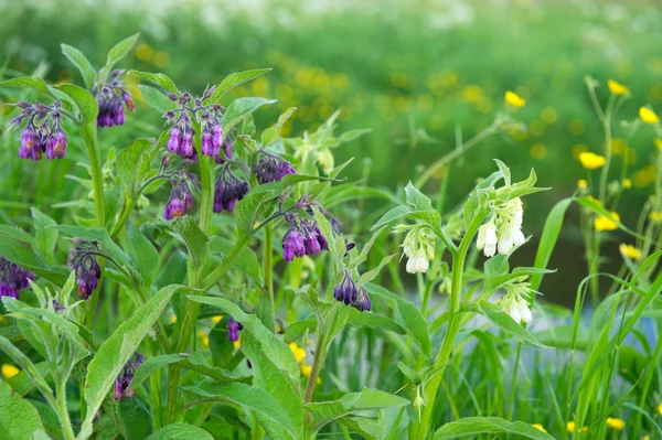 Wild flowers — Stock Photo, Image