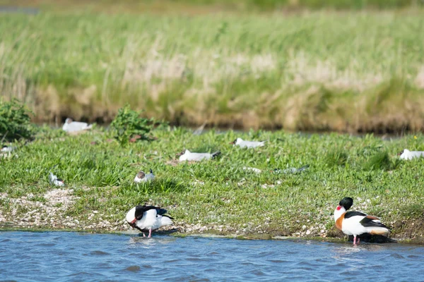 Common shelducks and black-headed sea gulls — Stock Photo, Image