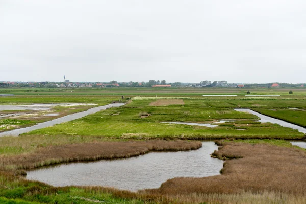 Beschermde vogels milieu op tesxel — Stockfoto