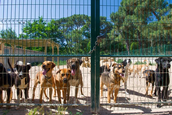 Refugio de perros en España — Foto de Stock