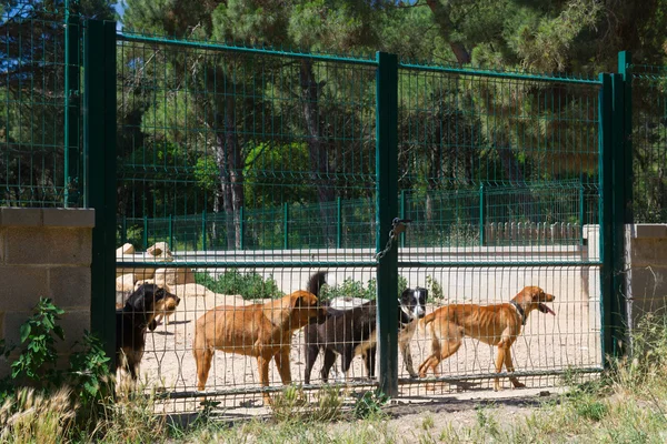 Refugio de perros en España — Foto de Stock