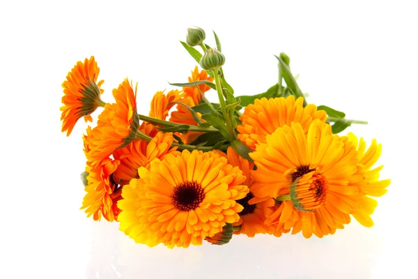 Oranje goudsbloemen — Stockfoto