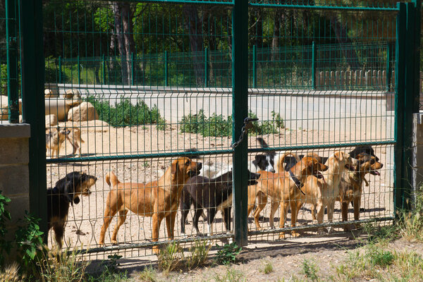 Dog shelter in Spain
