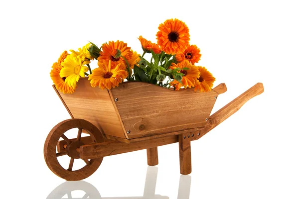 Orange marigolds in wheel barrow — Stock Photo, Image