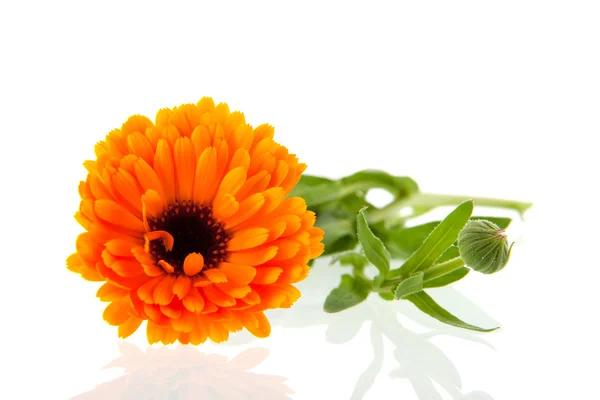 Orange marigold — Stock Photo, Image