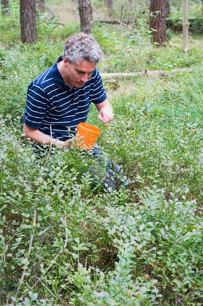 Blaubeeren pflücken — Stockfoto