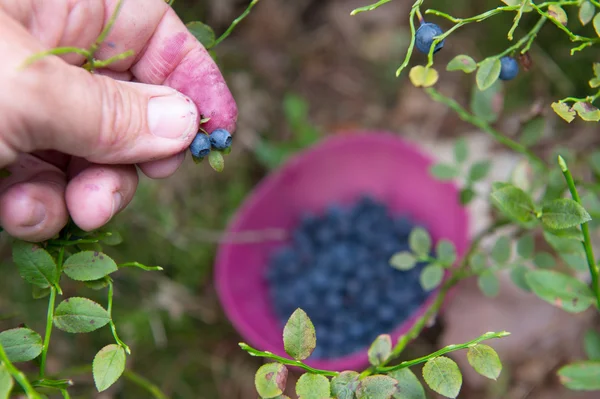 Picking blueberries — Stock Photo, Image