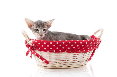 Kırmızı sepet de Siyam kedi