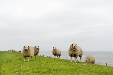 Texel sheep at Dutch wadden island clipart