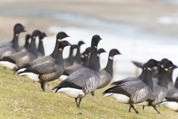 Svärm brent gooses — Stockfoto