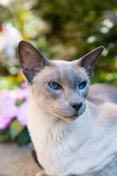 Siamês azul ponto gato — Fotografia de Stock