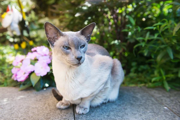 Siamês azul ponto gato — Fotografia de Stock