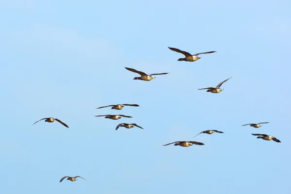 群在天空中的黑雁鹅 — 图库照片