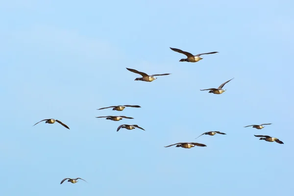 Enxame Brent gansos no céu — Fotografia de Stock