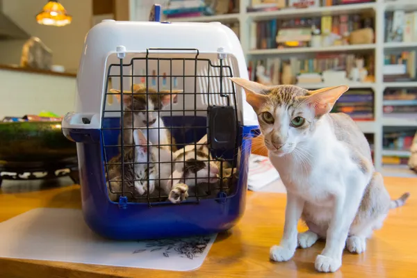 Siamês mãe gato com gatinho na gaiola — Fotografia de Stock
