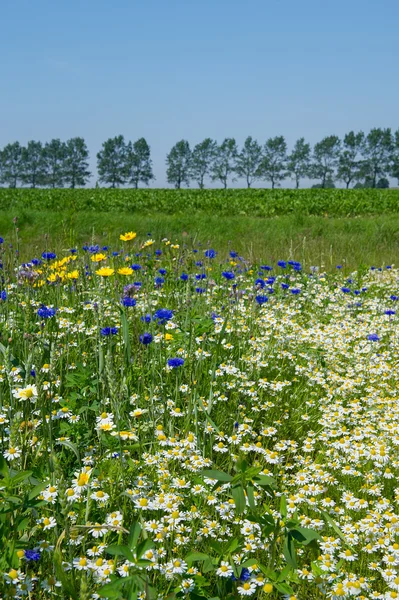 Kleurrijke veld met bloemen — Stockfoto