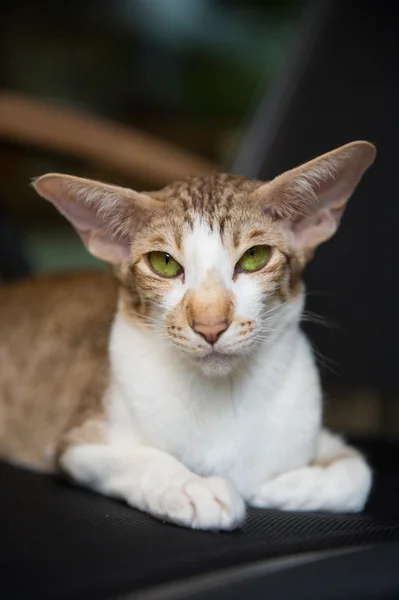 Gato tabby siamés — Foto de Stock