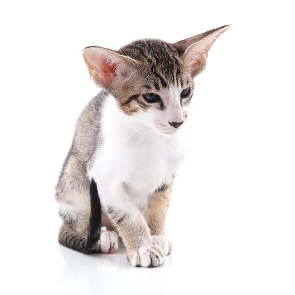 Siamese kitten — Stock Photo, Image