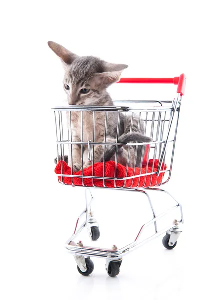 Gatito siamés en carrito de compras — Foto de Stock