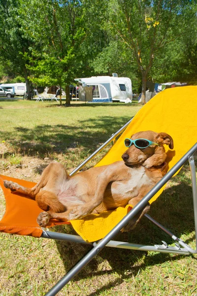 Hond nemen zonbad — Stockfoto